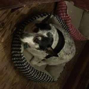 Meet your Posher, Harley